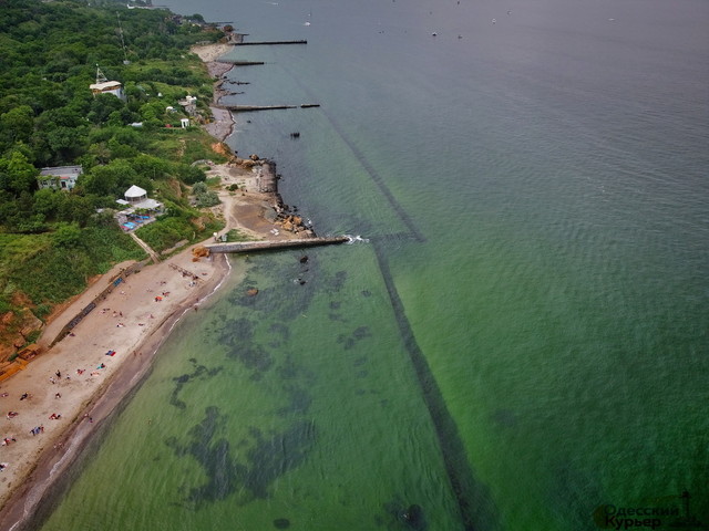 Несмотря на цветение водорослей, чиновники считают морскую воду в Одессе чистой (ВИДЕО)