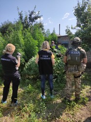 На юге Одесской области пограничники ликвидировали плантацию и производство наркотиков из конопли (ФОТО)