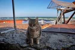 В Одессе можно увидеть первый осенний шторм на море (ФОТО, ВИДЕО)