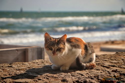 В Одессе можно увидеть первый осенний шторм на море (ФОТО, ВИДЕО)