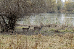 В дельте Дуная поселили благородных оленей и ланей (ФОТО)