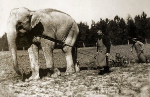 Болгарский слон - друг российского слона!