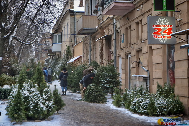 Как в Одессе новогодними елками торгуют: места и цены (ФОТО)