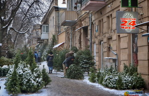 Как в Одессе новогодними елками торгуют: места и цены (ФОТО)