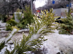 Как выглядит обледенение в Одессе (ФОТО)