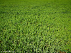 Как в Одесской области выращивают рис (ВИДЕО)