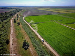 Как в Одесской области выращивают рис (ВИДЕО)