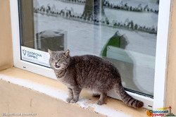 Снегопад в Одессе: погода ухудшается (ФОТО, ВИДЕО)