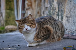 В Одессе отметили европейский день кошек (ФОТО)