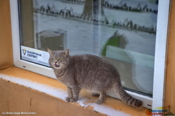 В Одессе отметили европейский день кошек (ФОТО)