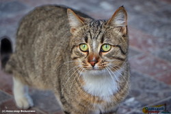 В Одессе отметили европейский день кошек (ФОТО)