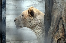 В Одессу привезли львов из Харькова (ФОТО, ВИДЕО)