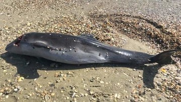 В Черном море русские военные убивают дельфинов