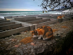 Коти і море: перший зимовий шторм в Одесі (ФОТО, ВІДЕО)