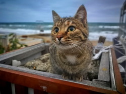 Коти і море: перший зимовий шторм в Одесі (ФОТО, ВІДЕО)