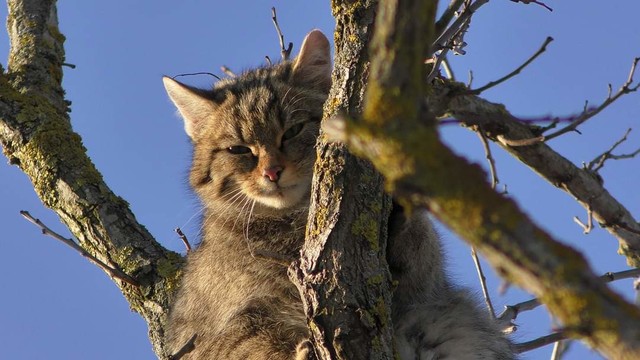 На півдні Одеської області зустріли дуже рідкісного лісового кота