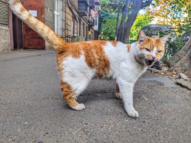Корм Hill's для котов в Киеве: Забота о Здоровье вашего Мурлыка