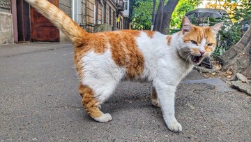 Корм Hill's для котов в Киеве: Забота о Здоровье вашего Мурлыка