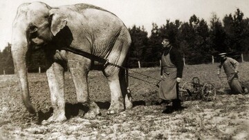 Болгарский слон - друг советского слона!
