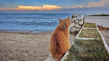 Коти і море: осінній шторм в Одесі (ВІДЕО)