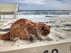 В Одесі на морі вирує шторм (ВІДЕО)