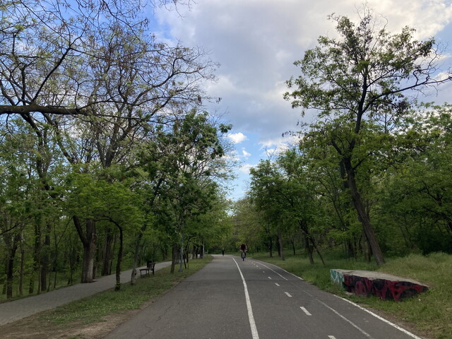 В Одесі на Трасі Здоров'я будуть обрізати дерева