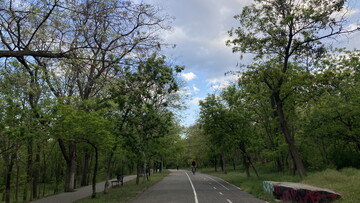 В Одесі на Трасі Здоров'я будуть обрізати дерева