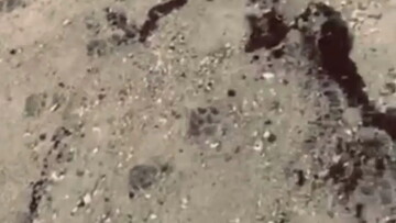 На пляжах Одеської області знову виявили російський мазут