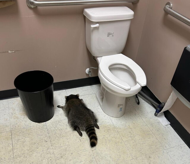 Тот еще енот!