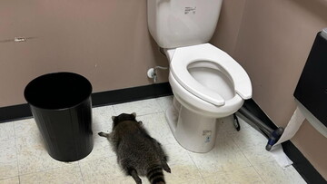 Тот еще енот!