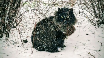 Україна запроваджує надзвичайний стан в енергетиці