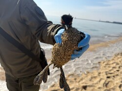 В Одесі знову виявили забруднення моря олією