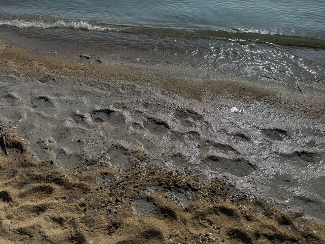 В Одесі знову виявили забруднення моря олією