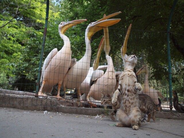 В Одесі пішов з посади багаторічний директор зоопарку
