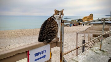 В Одесі не змогли провести тендер на створення інклюзивного пляжу у Відраді