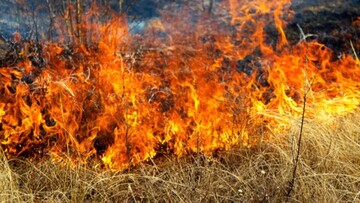 На півдні Одеської області російські обстріли спричинили масштабну пожежу в національному парку
