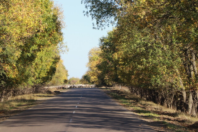 На півдні Одеської області відремонтують одну з місцевих автодоріг за 99 мільйонів